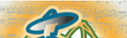 Mariachis Medellin – Mariachis en Medellin